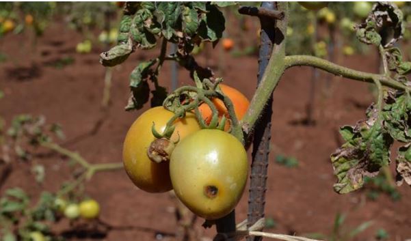 مینوز گوجه فرنگی (Tuta absoluta): اثرات و راهبردهای مقابله ای