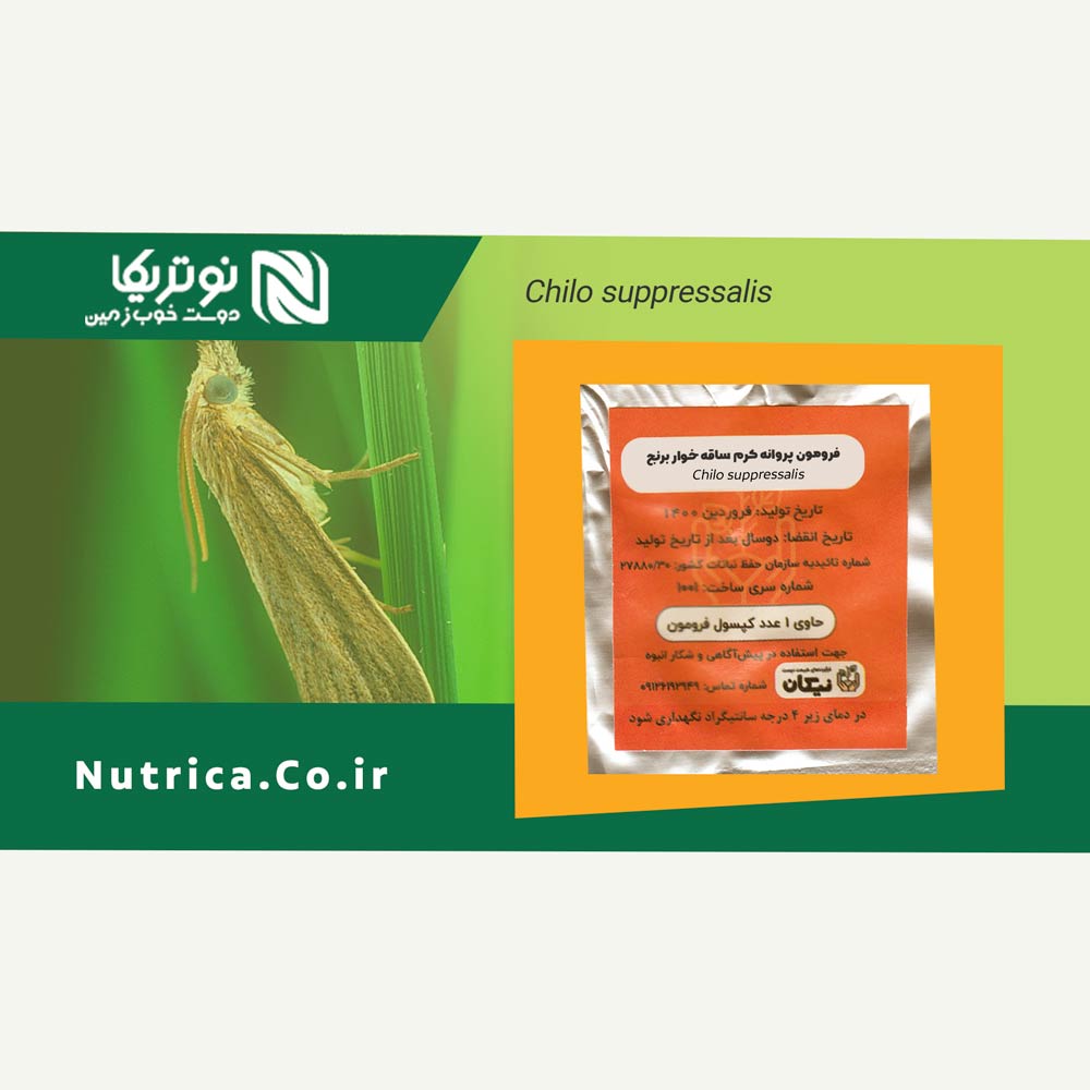 Chilo suppressalis