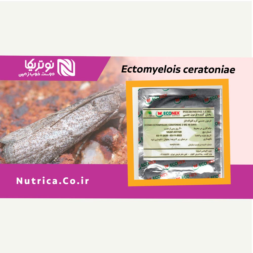 carob