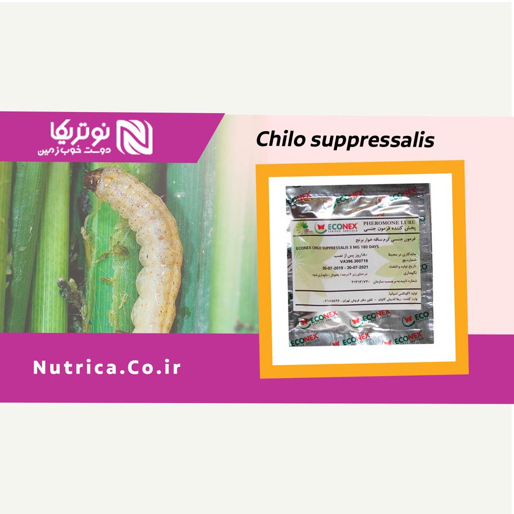 chilo22
