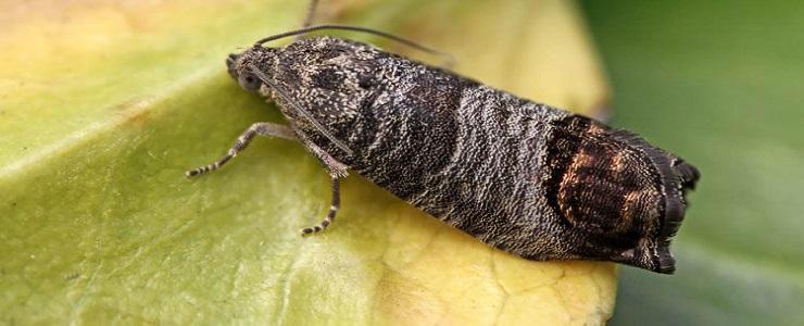 کرم سیب (Codling moth) و راه های مبارزه و پیشگیری از آن