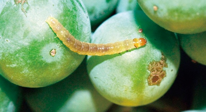 شناسایی و روش های کنترل کرم خوشه خوار انگور