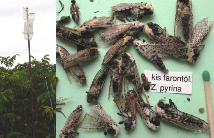 شناسایی و راه های کنترل بیولوژیک کرم خراط ( leopard moth )