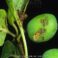 شناسایی و مبارزه با کرم آلو (Plum moth) Cydia funebrana