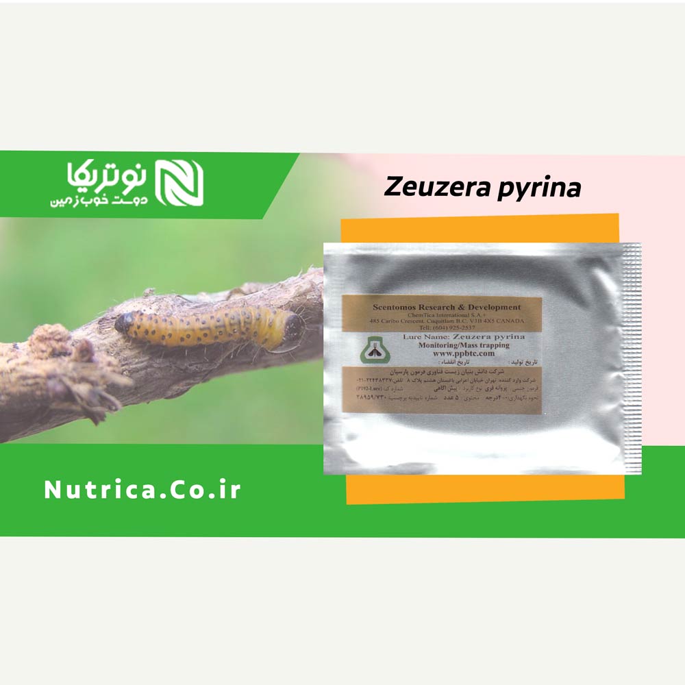 zeuzera