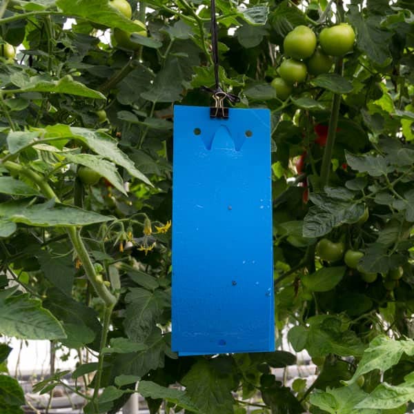 blue-stick چسب آبی آفت