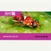 فمیلور مگس میوه مدیترانه ای (جاذب جنس ماده) اکونکس اسپانیا