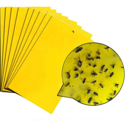 yellow trap