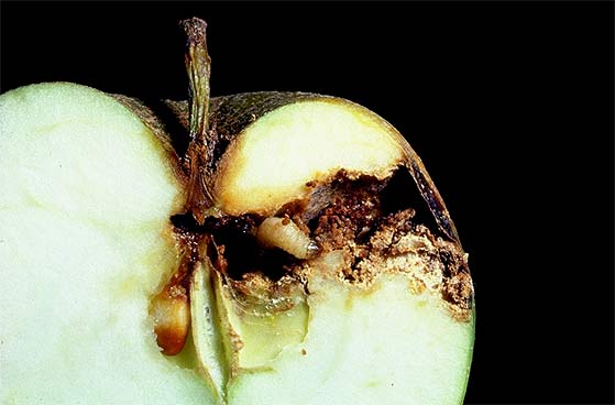 خسارت کرم سیب