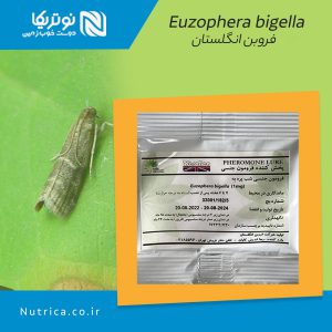 euzophera bigella