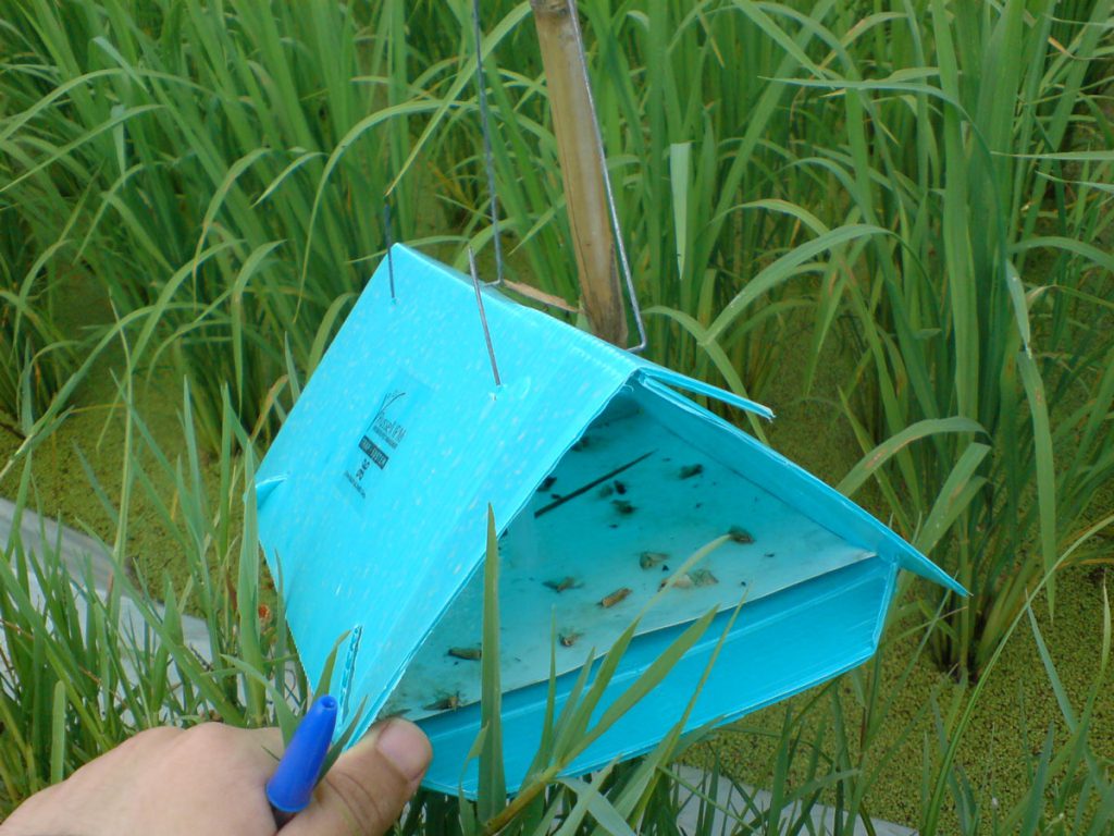 Pheromone insect traps Amol Iran 09